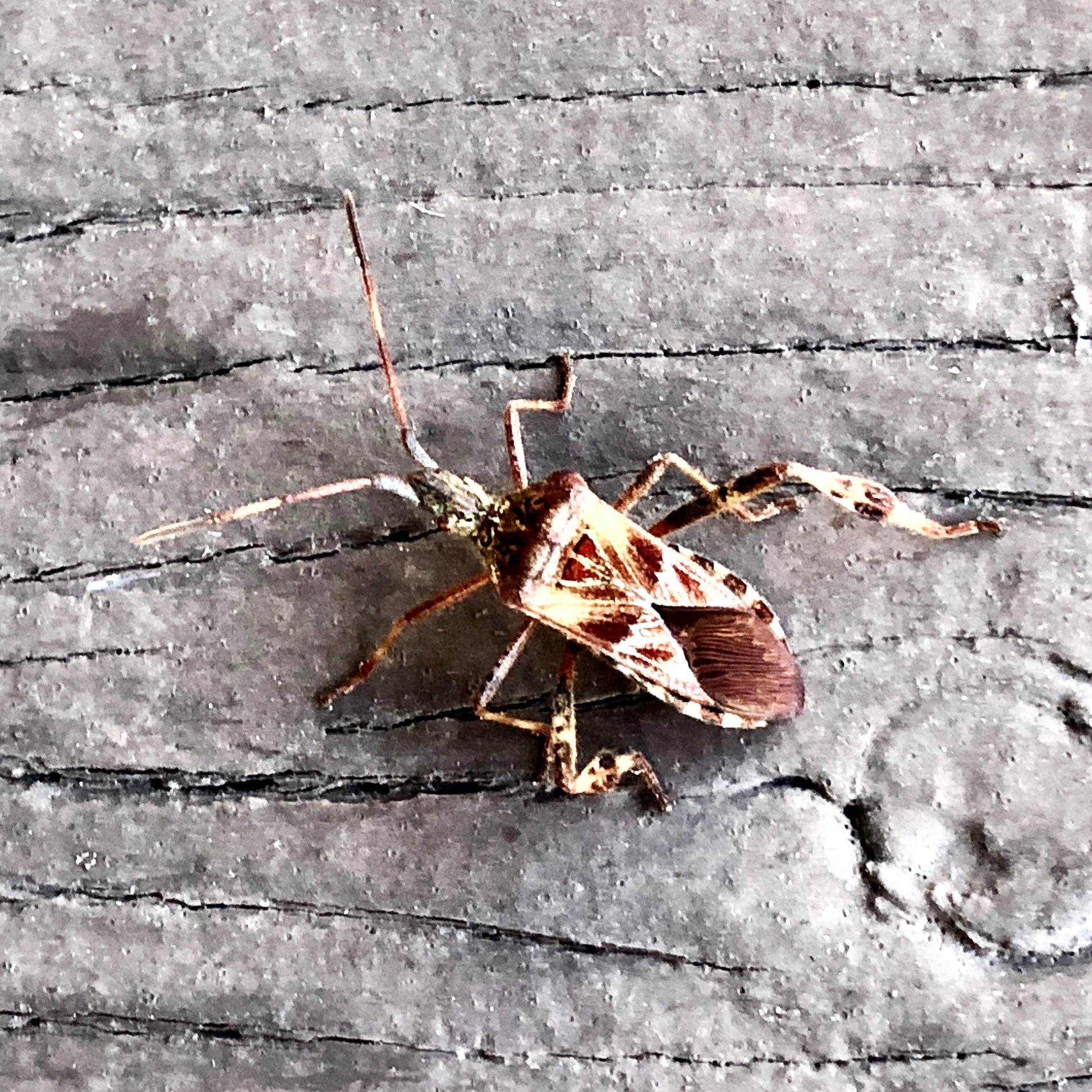The Western Conifer Seed Bug